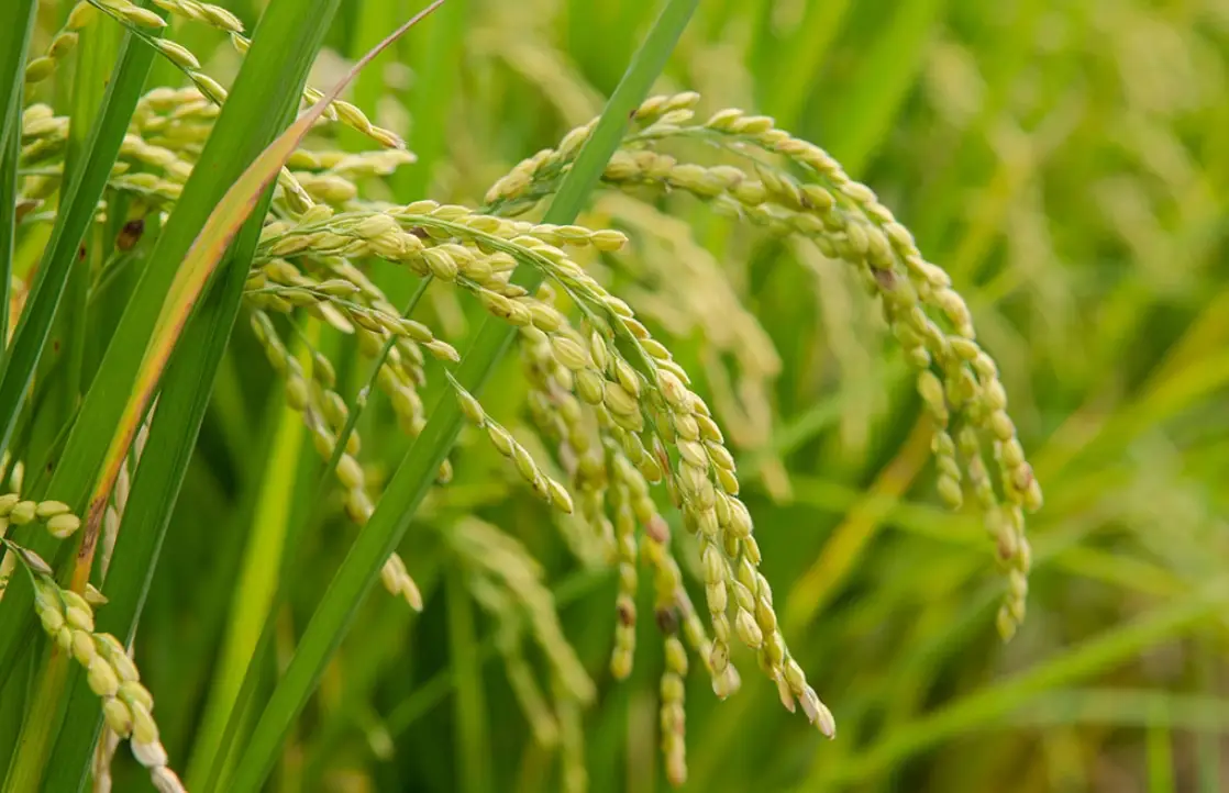 苗栗水稻生育積溫與生育時期關係全解析：農民必讀指南