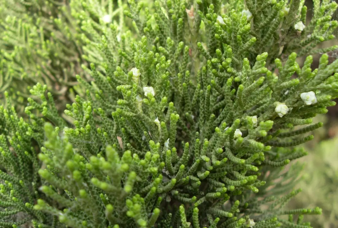 圓柏龍柏分辨 圓柏龍柏分辨