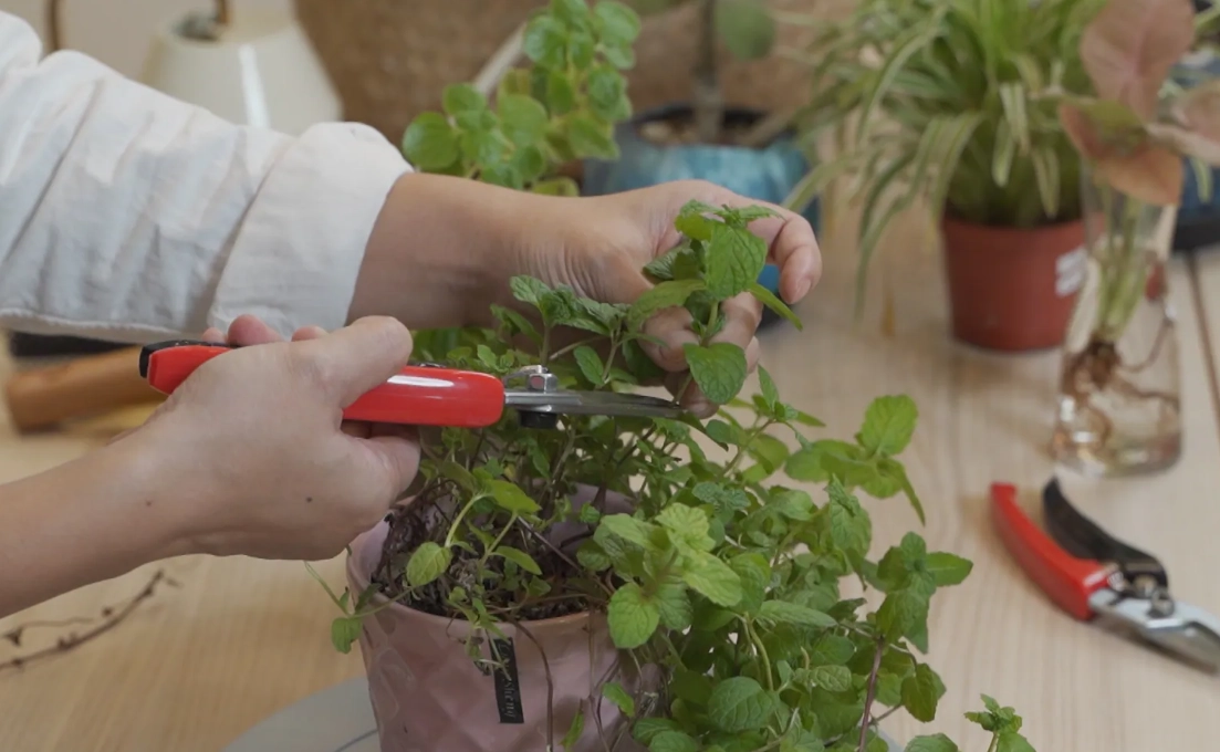 掌握植物修剪時間的黃金法則：讓你的花草樹木健康又美觀