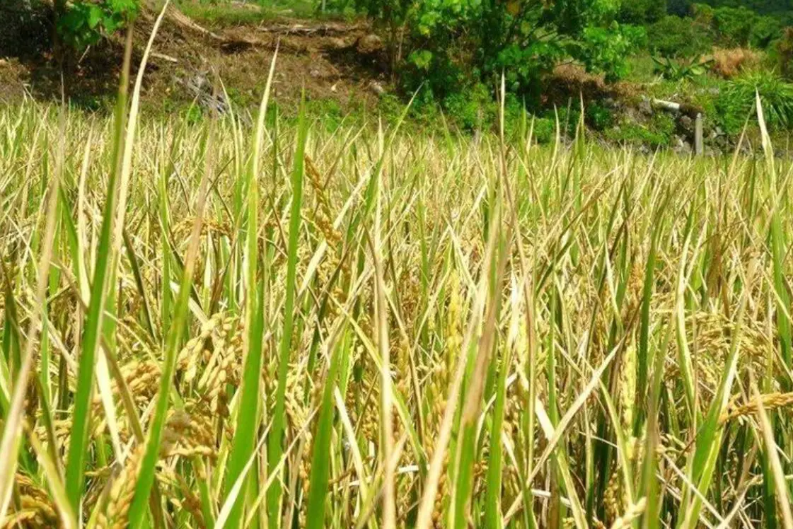 水稻生育時期計算