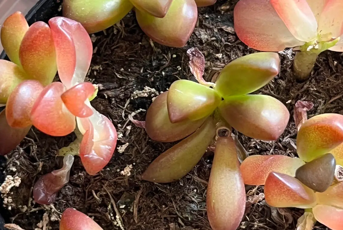 如何幫景天科換盆