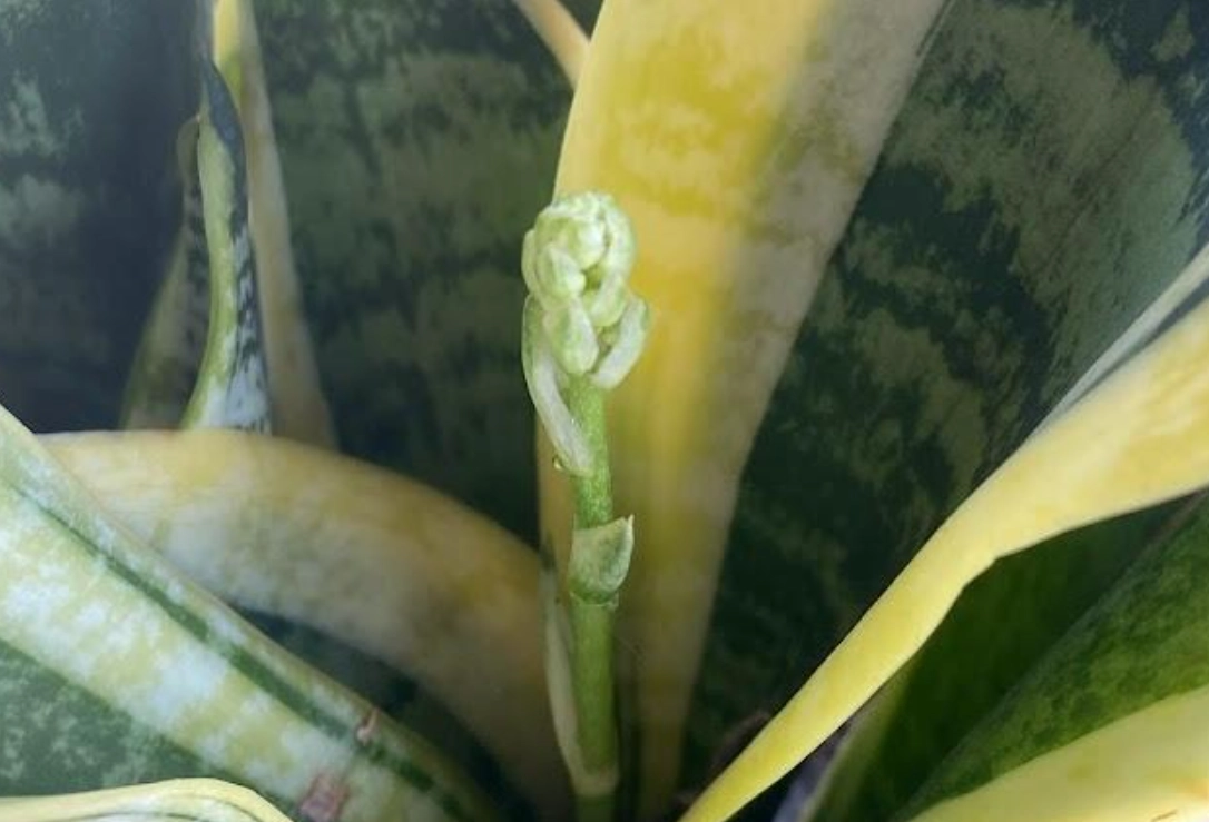 虎尾蘭 開花 照顧