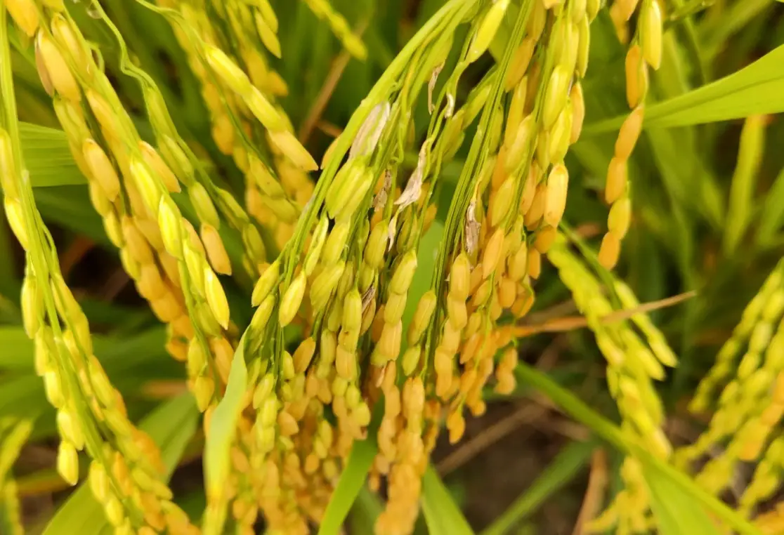 水稻生育時期計算