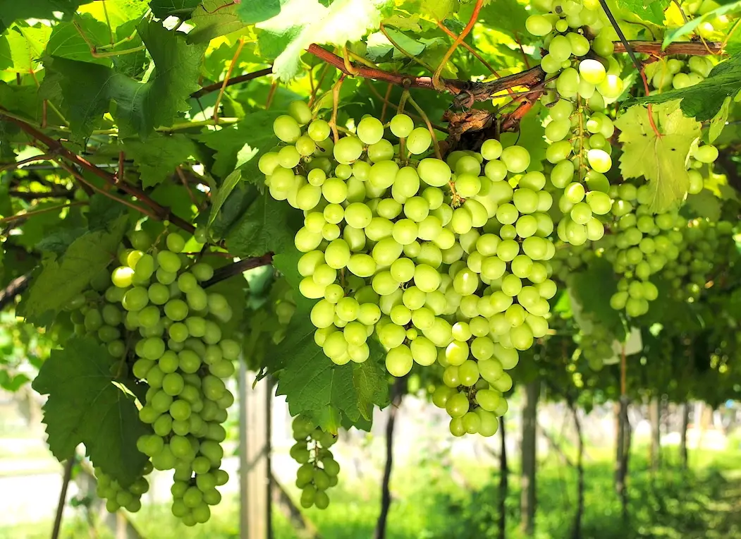 台灣庭院葡萄種植全攻略：品種選擇、修剪技巧與常見問題