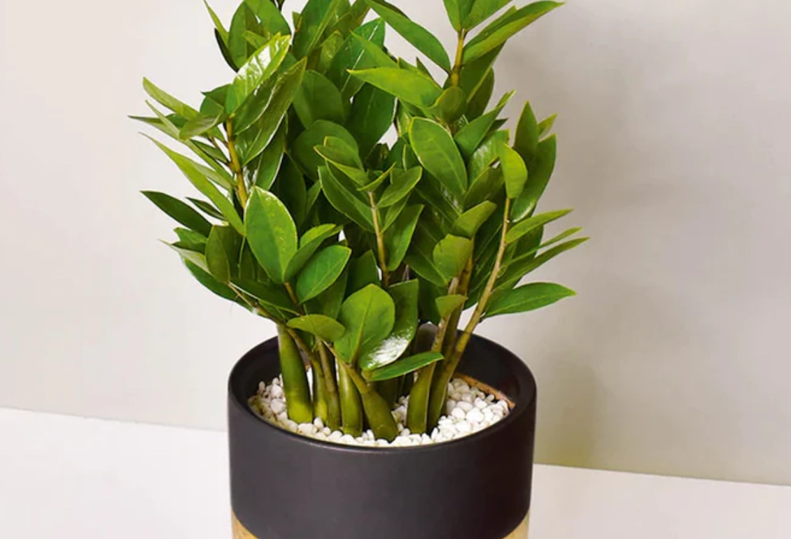 金錢樹 葉子發黃