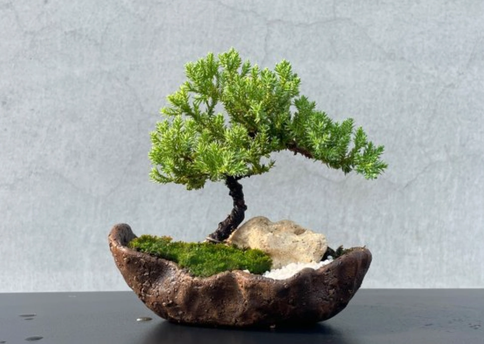 珍珠柏修剪全攻略：從基礎造型到疑難雜症一次解決