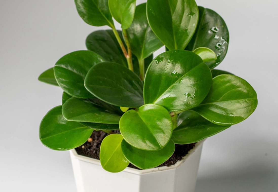 圓葉椒草常見問題