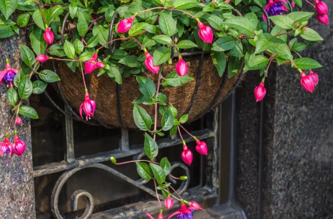吊鐘花盆栽养护全攻略：从选购到爆花，新手也能轻松上手