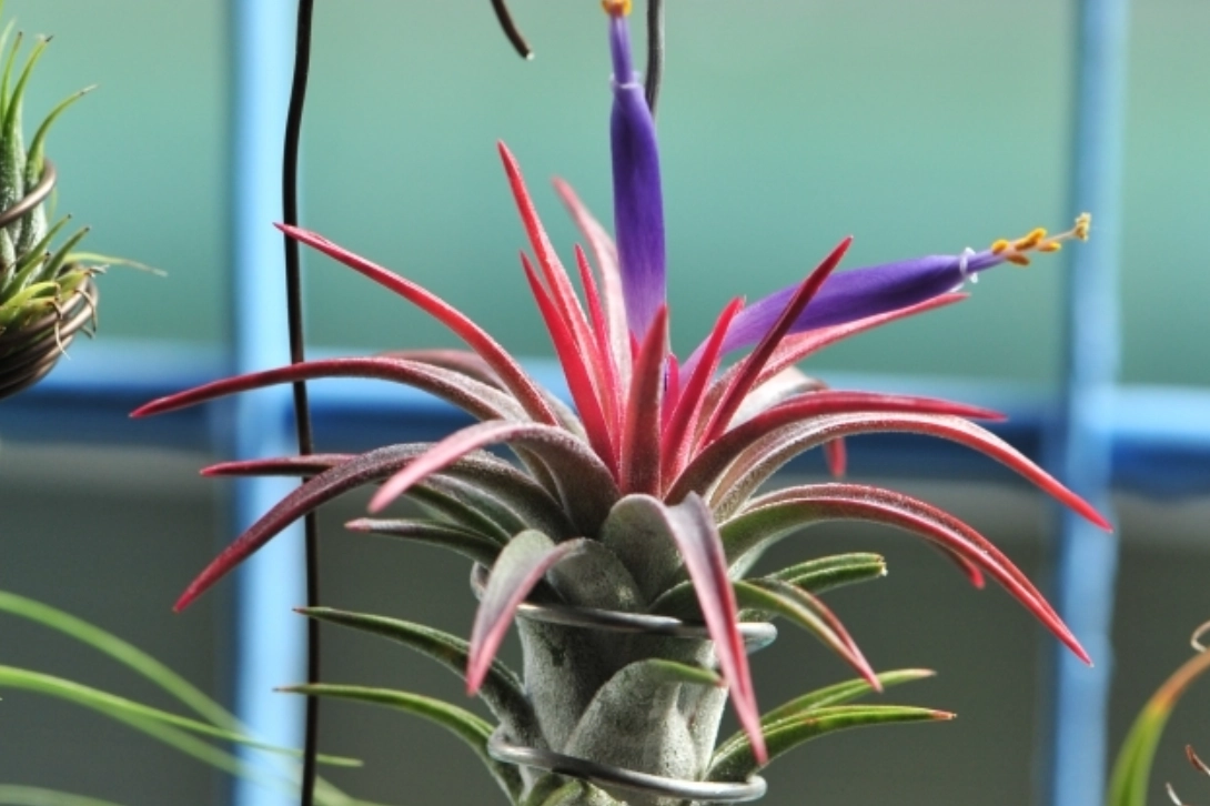 空氣鳳梨開花後處理