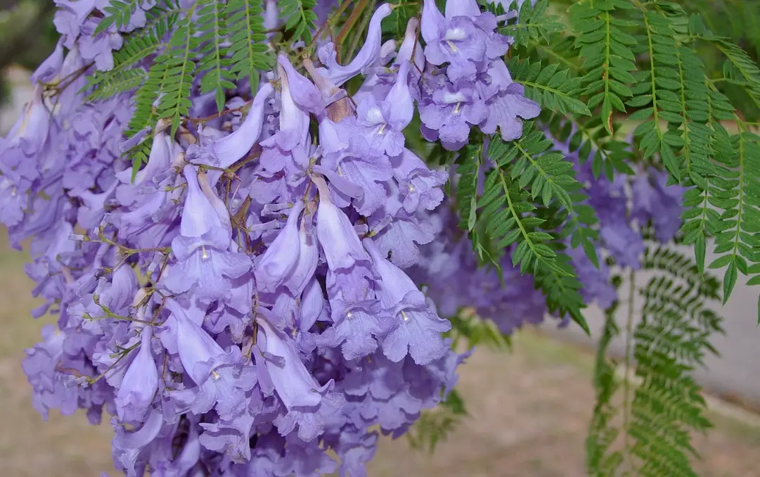 夏天結果植物推薦
