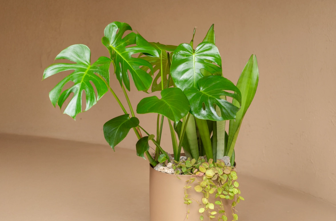 龜背芋 寵物 安全