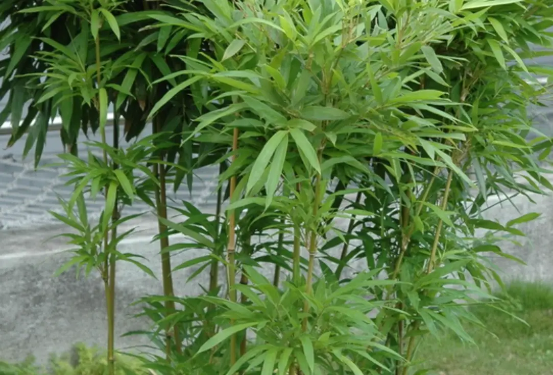 唐竹壽命有多長？掌握關鍵養護技巧，延長觀賞期
