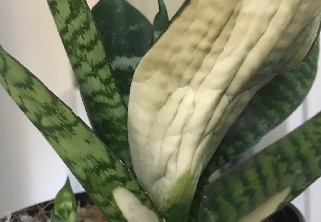 虎尾蘭曬傷怎麼辦？3步驟急救與預防全攻略