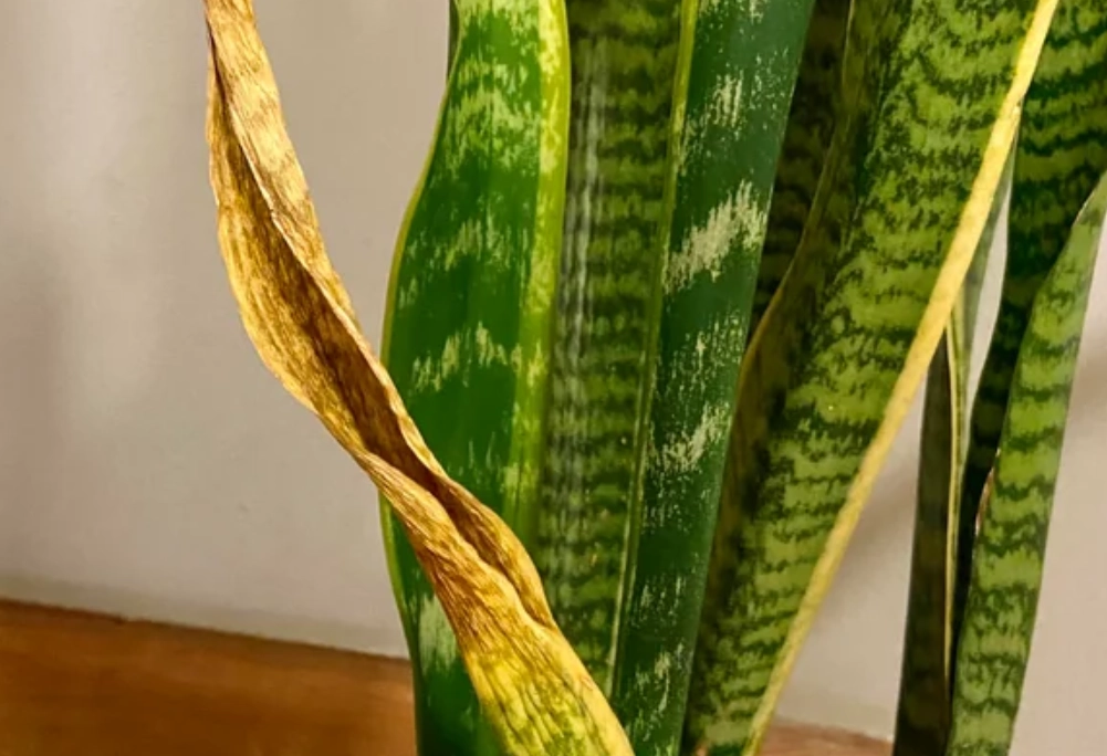 植物 曬傷 復原 植物 曬傷 復原