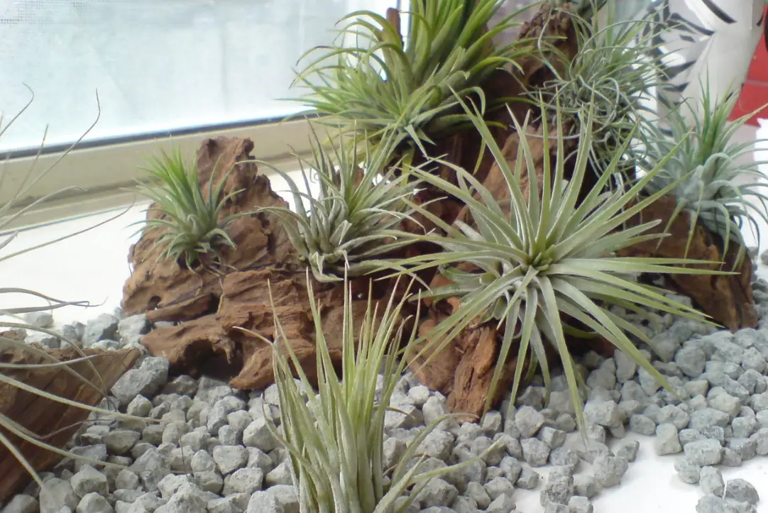 空氣鳳梨 枯葉 處理