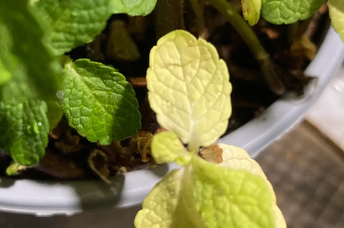 薄荷葉子變黃處理