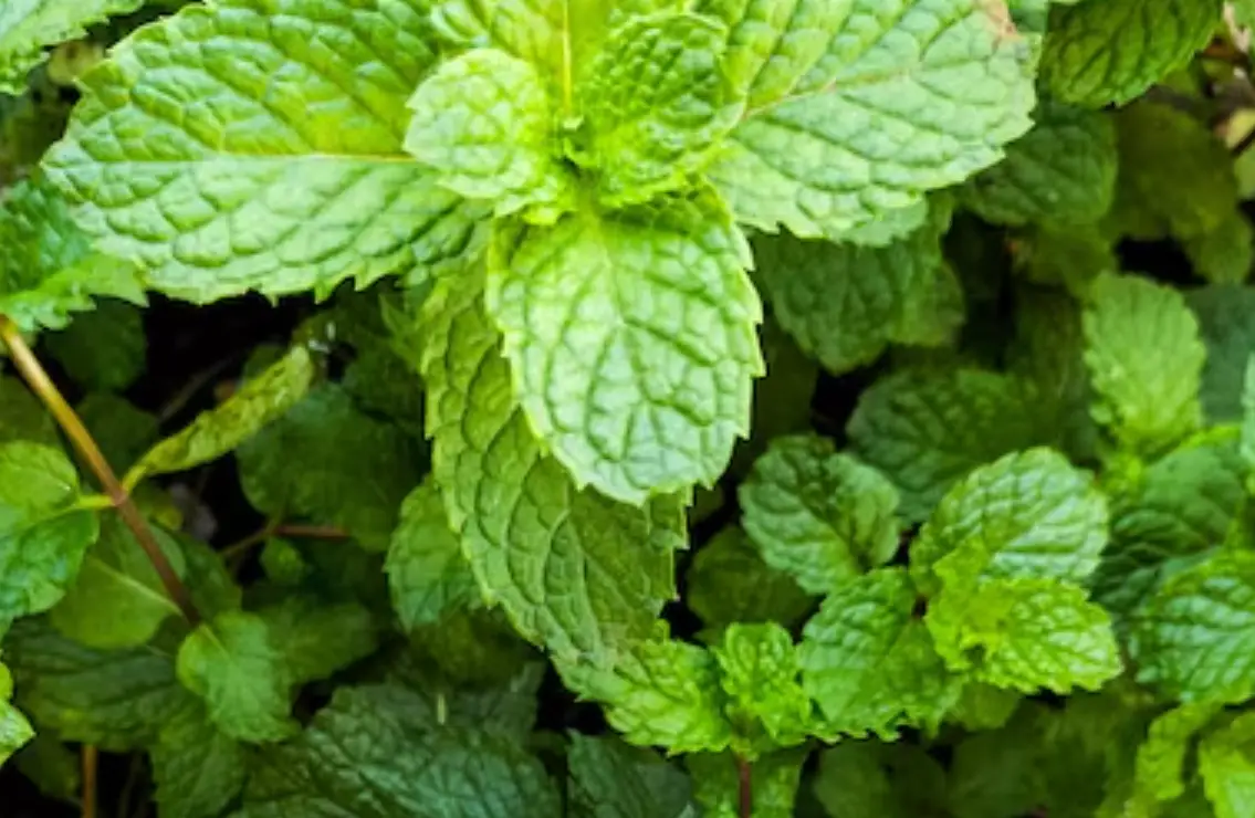 薄荷品種