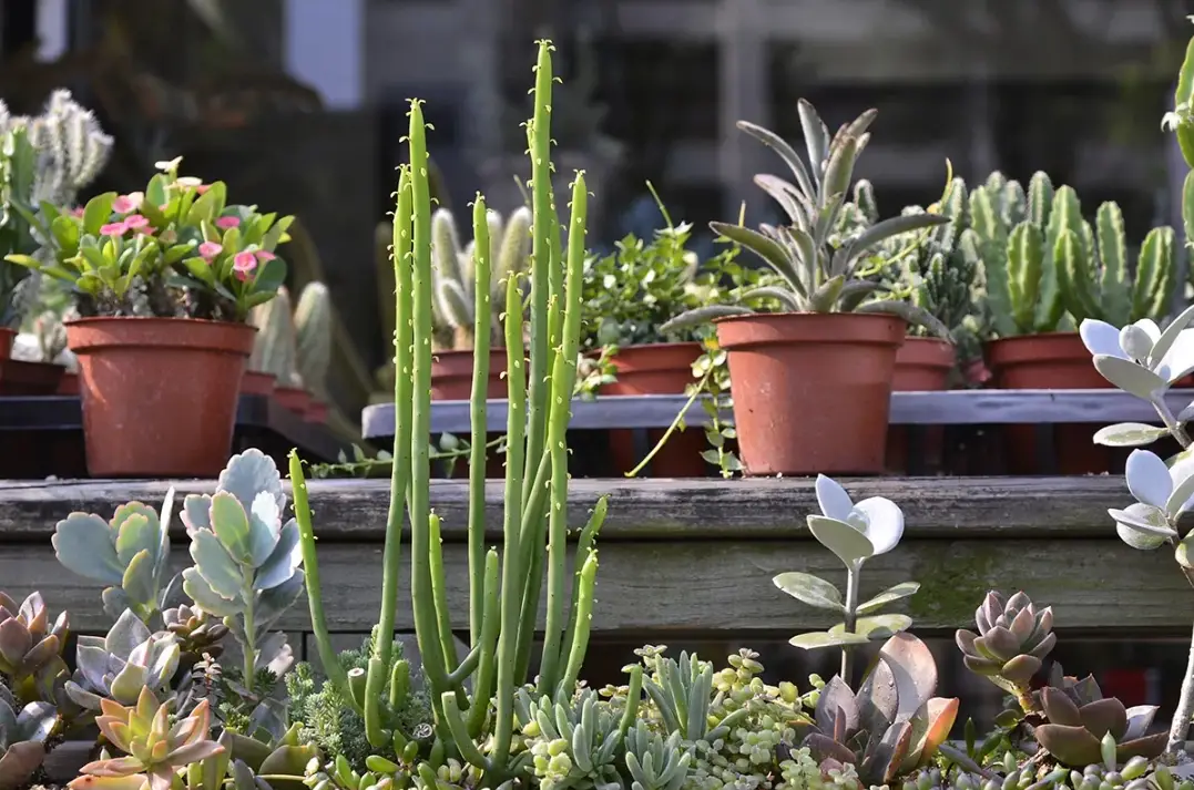 多肉夏天日照全攻略：避開曬傷與徒長的關鍵技巧