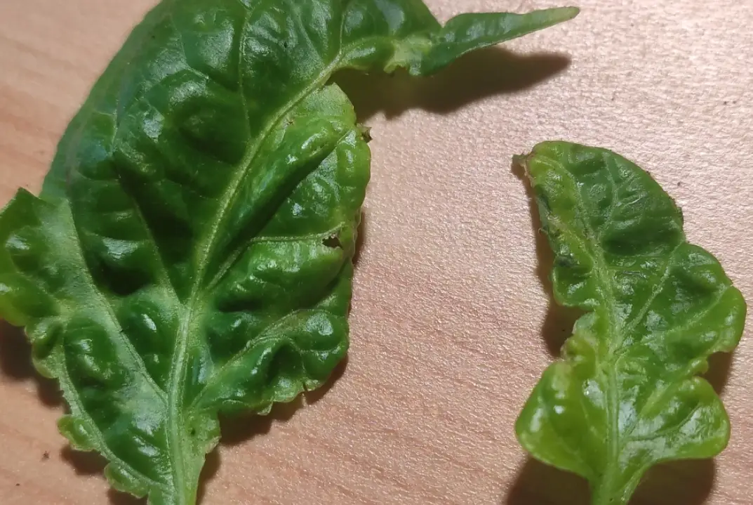辣椒葉子皺皺解決