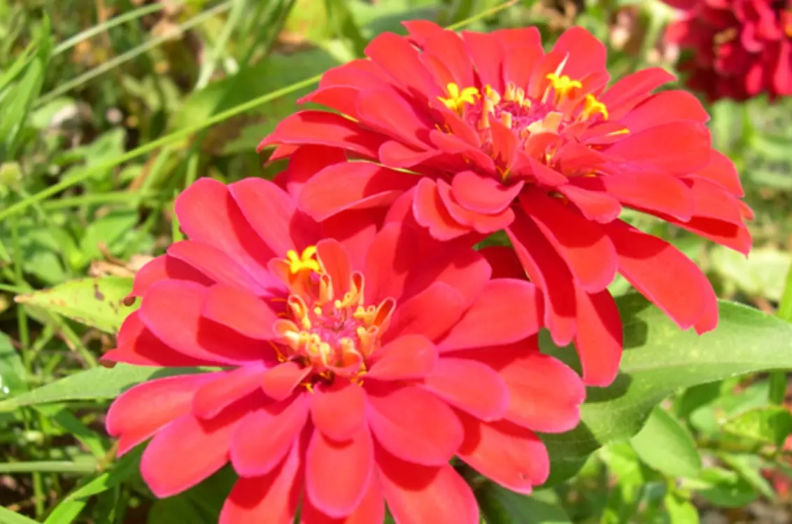 百日草食用方法