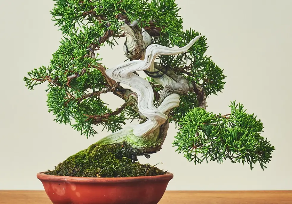 真柏 照顧 真柏 照顧