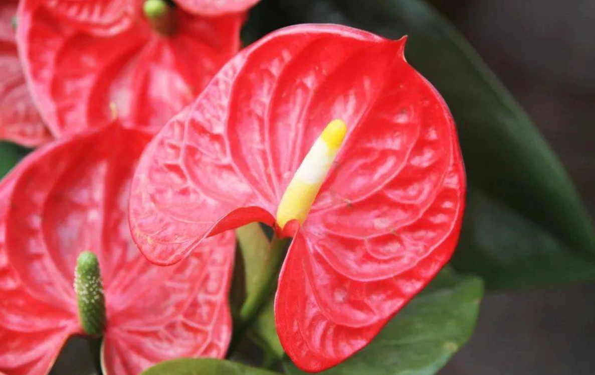 紅掌 葉子 變黃