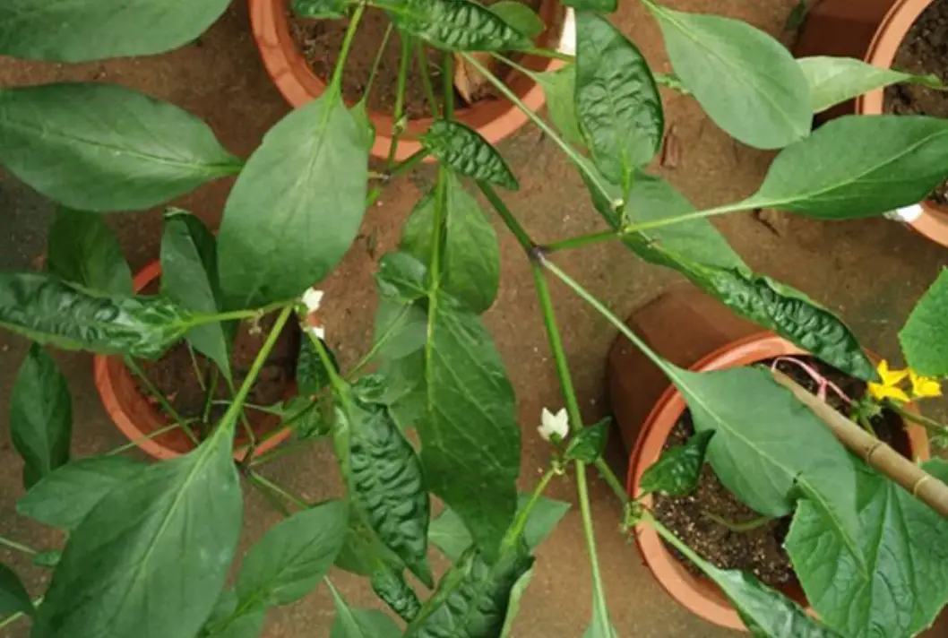 辣椒葉子皺皺解決