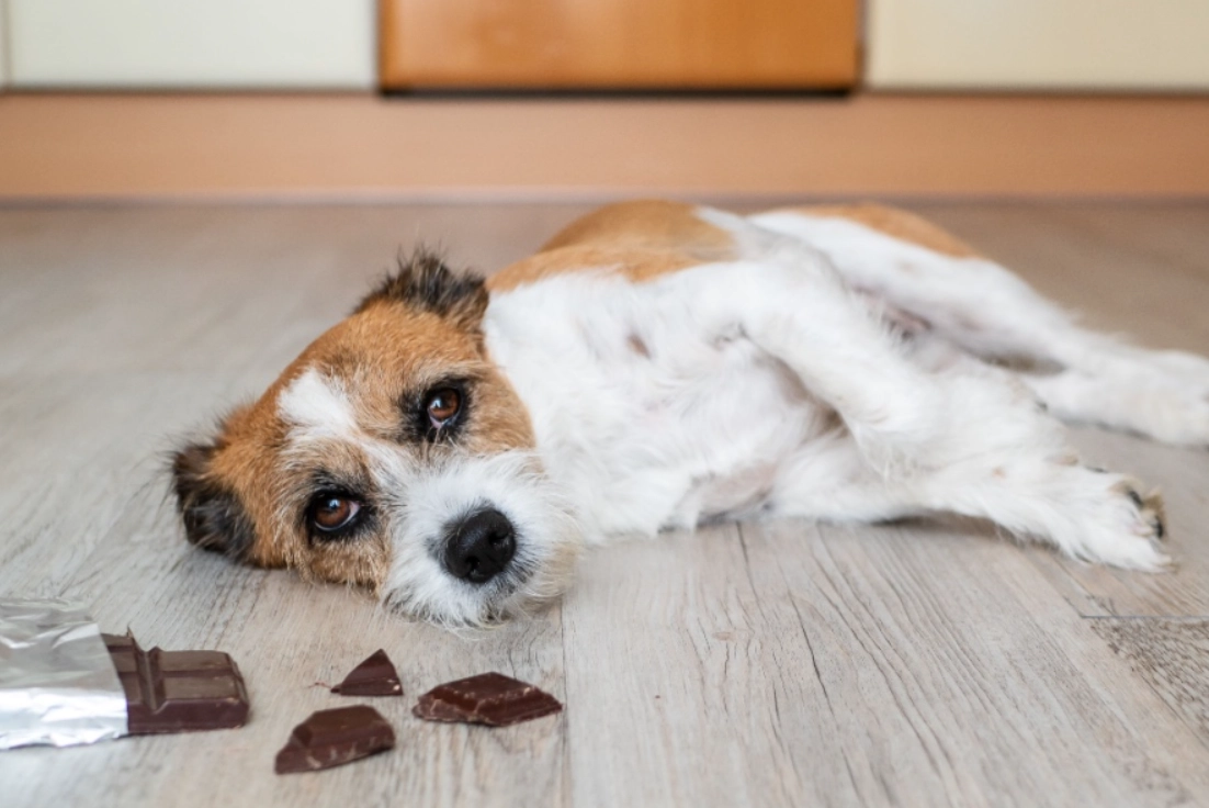 狗不能吃的食物