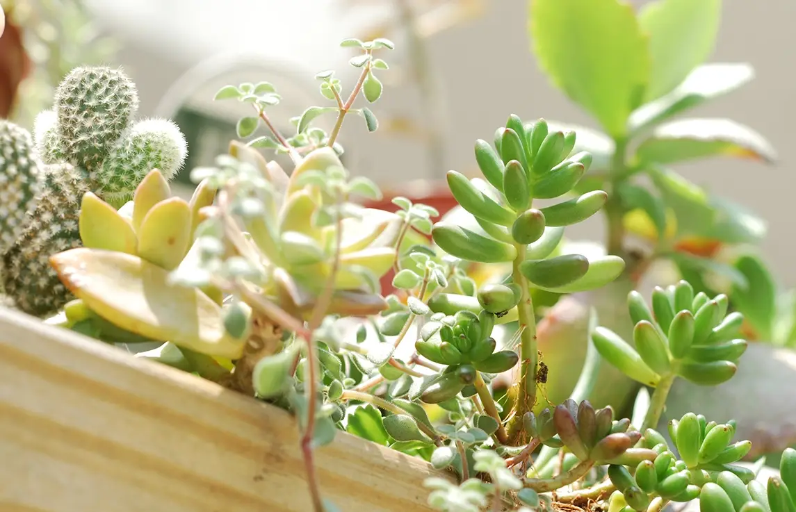 多肉植物夏天日照