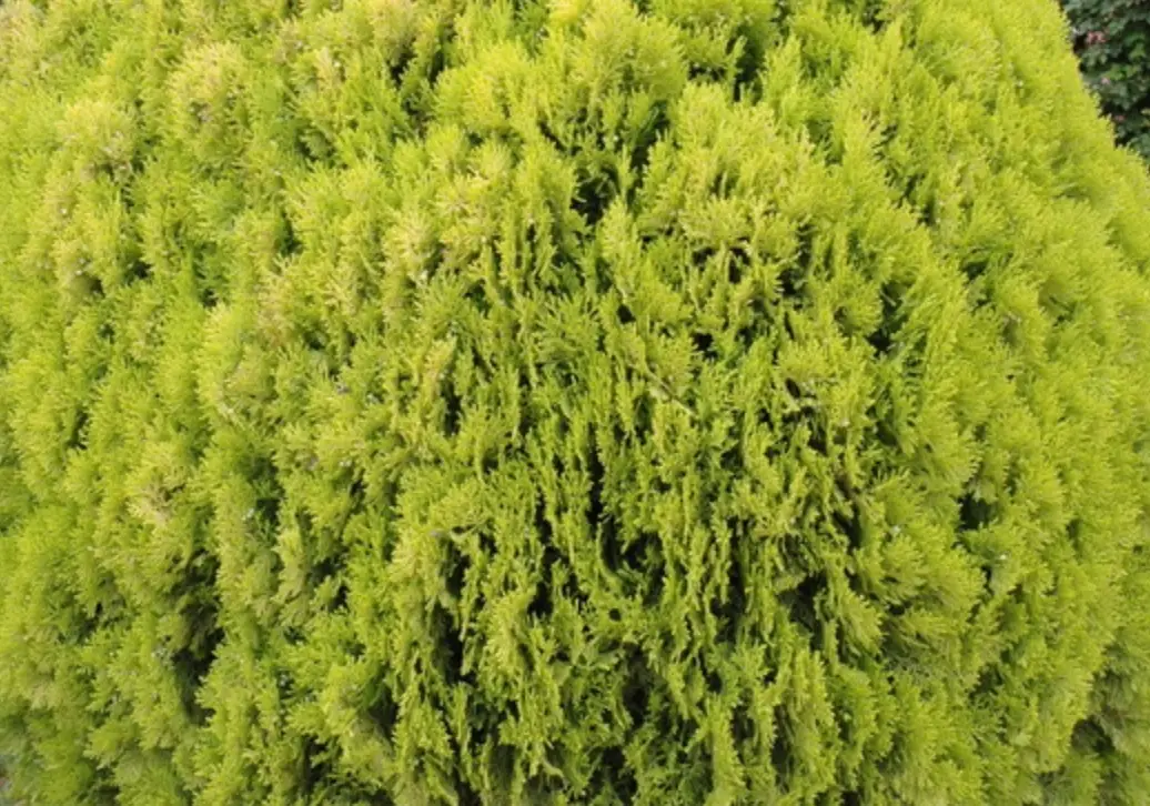 黃金側柏全攻略：居家淨化與造景的完美選擇