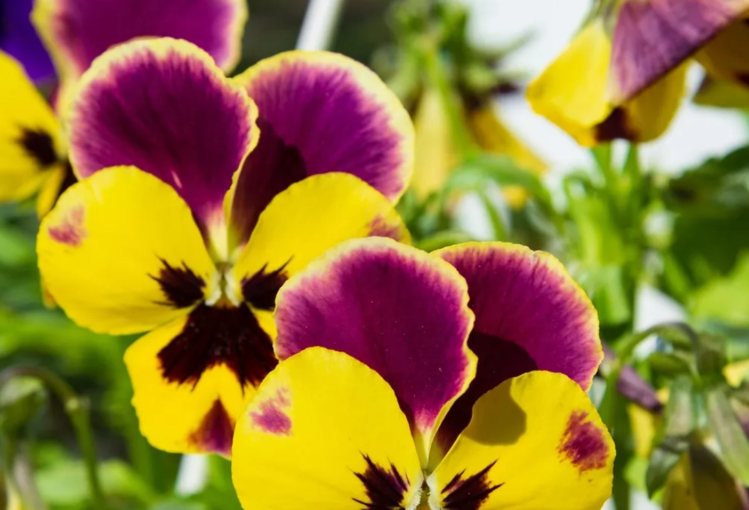 三色堇食用 三色堇食用