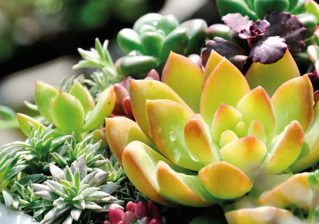 有根的植物養護全攻略：從根系原理到實用技巧，避免常見錯誤