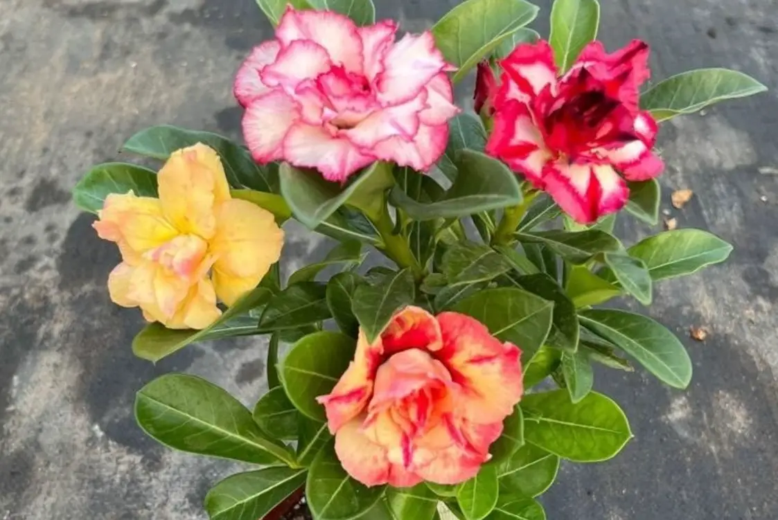 陽台耐熱植物推薦：10種超強生存品種與實用養護技巧