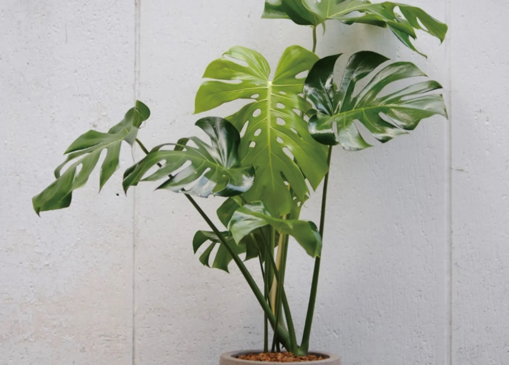 龜背芋照顧方法