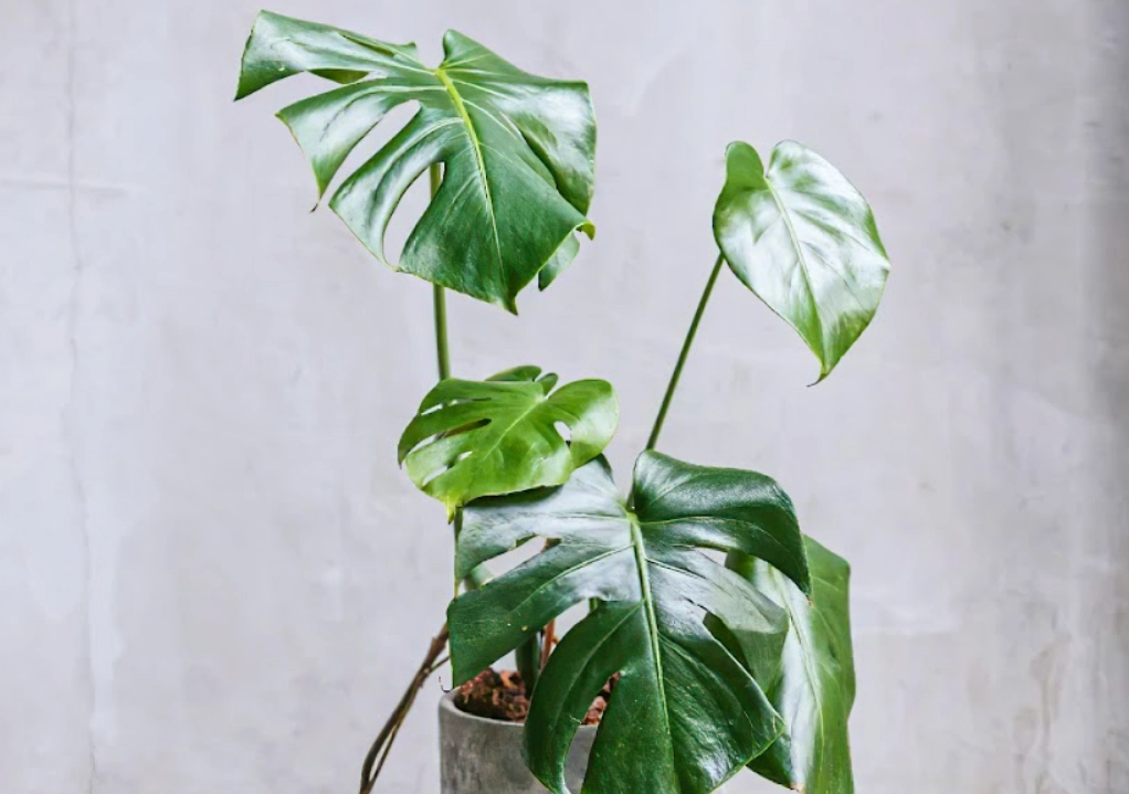 龜背芋 寵物 安全