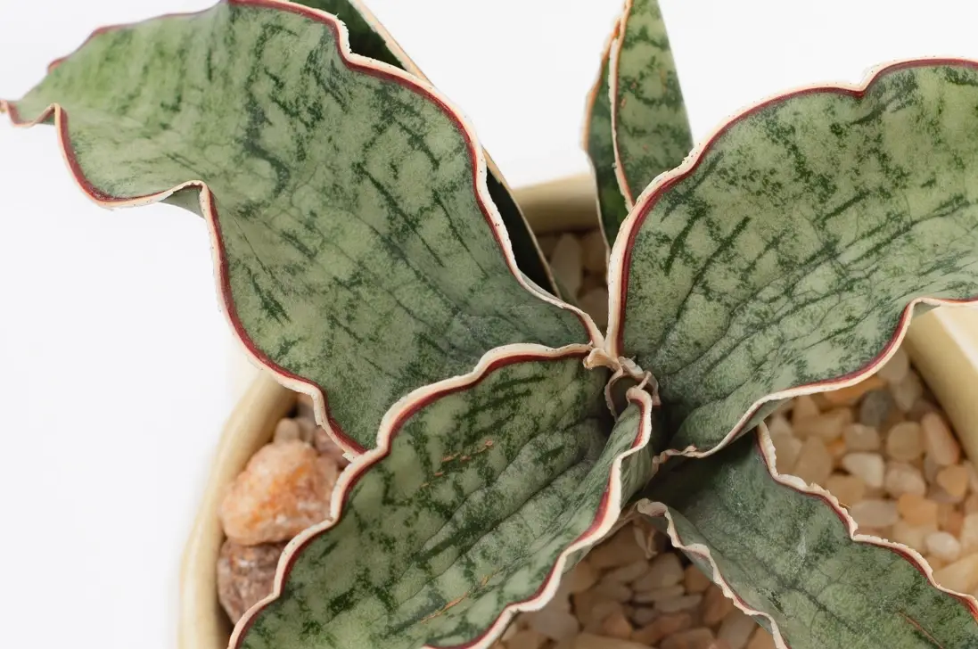 新手觀葉植物推薦