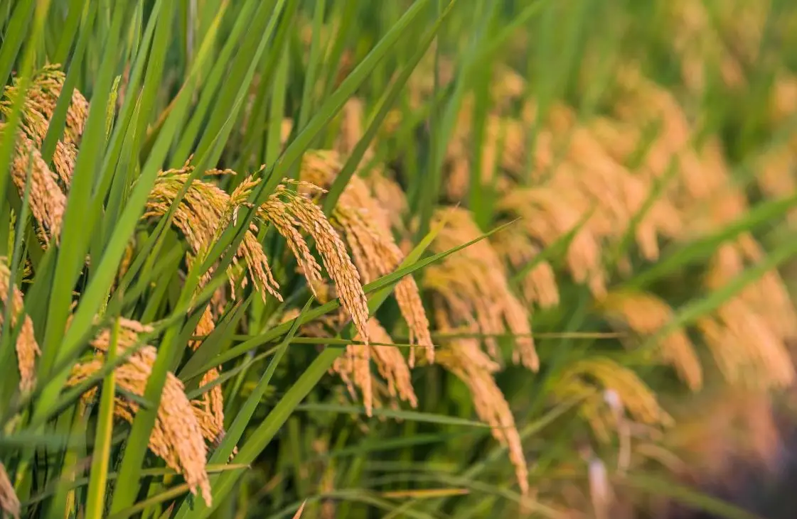 深入解析水稻生長週期：從秧苗到收割的完整指南