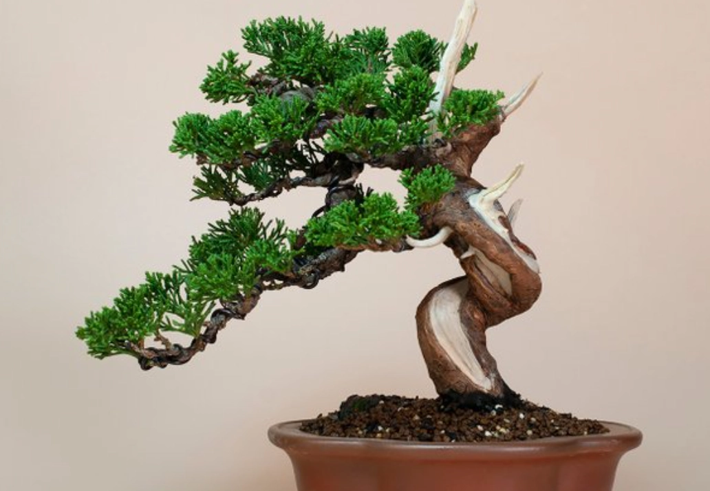 盆栽 澆水技巧 盆栽 澆水技巧