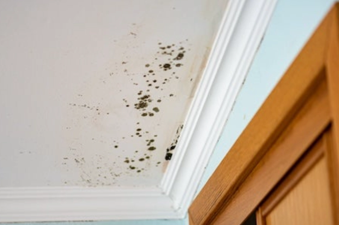 天花板發霉油漆選擇與施工全攻略：根除霉斑一次搞定