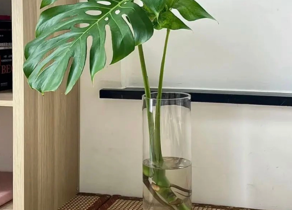 龜背芋分株方法 龜背芋分株方法