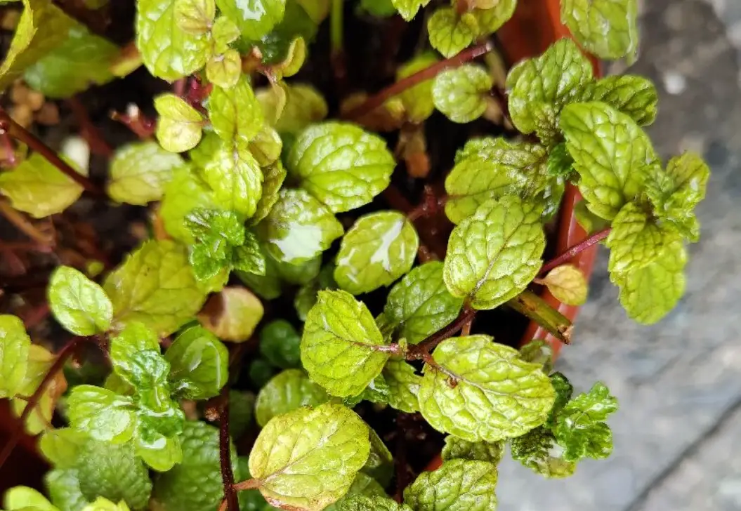 薄荷植物照顧