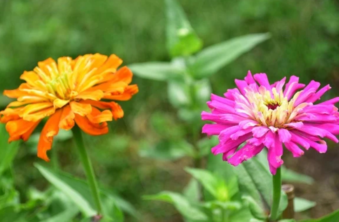 百日草食用指南：花朵能吃嗎？從花園到餐桌的完整安全解析