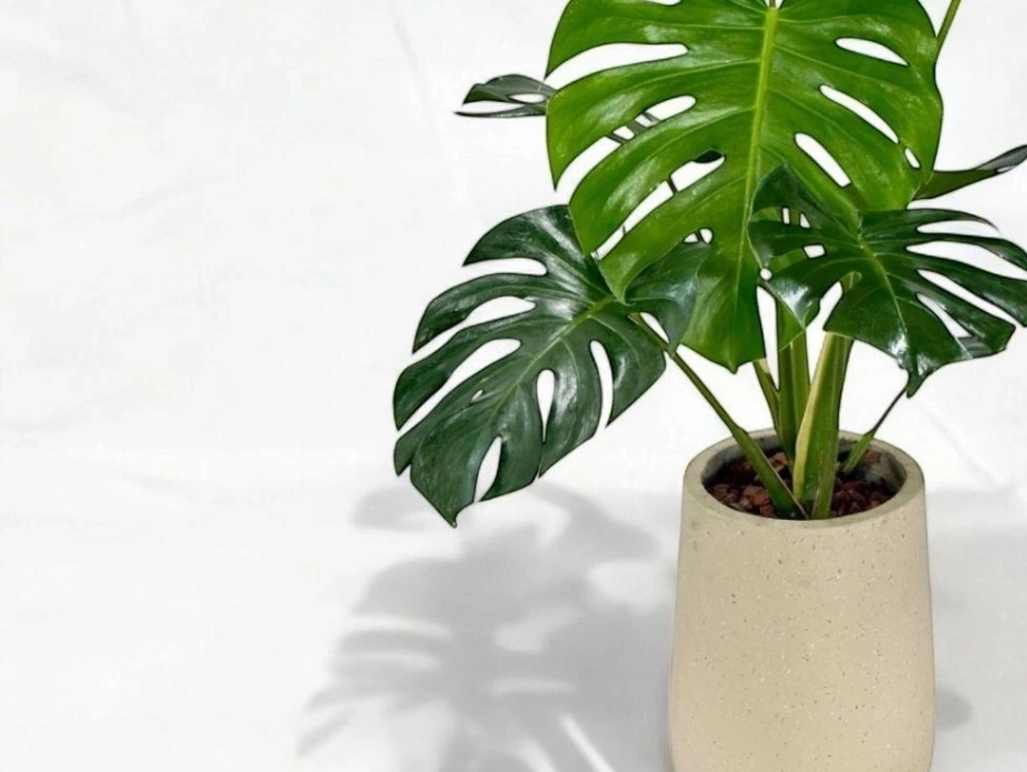 龜背芋照顧方法