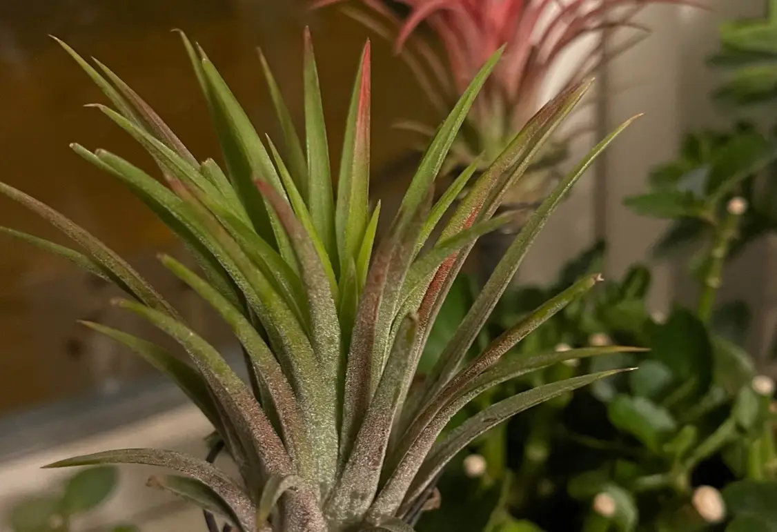 空氣鳳梨 枯葉 處理