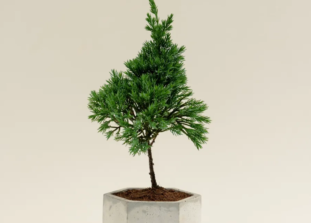 真柏澆水時間全攻略：季節、環境與判斷技巧一次掌握