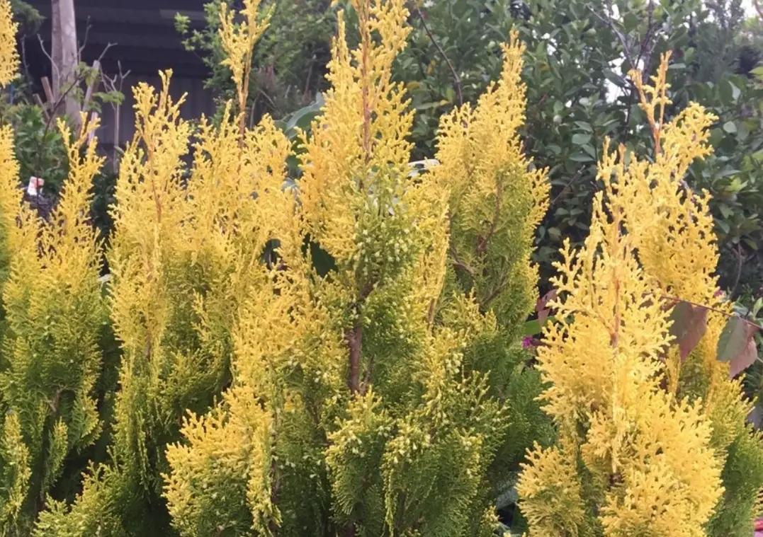 黃金側柏哪裡買