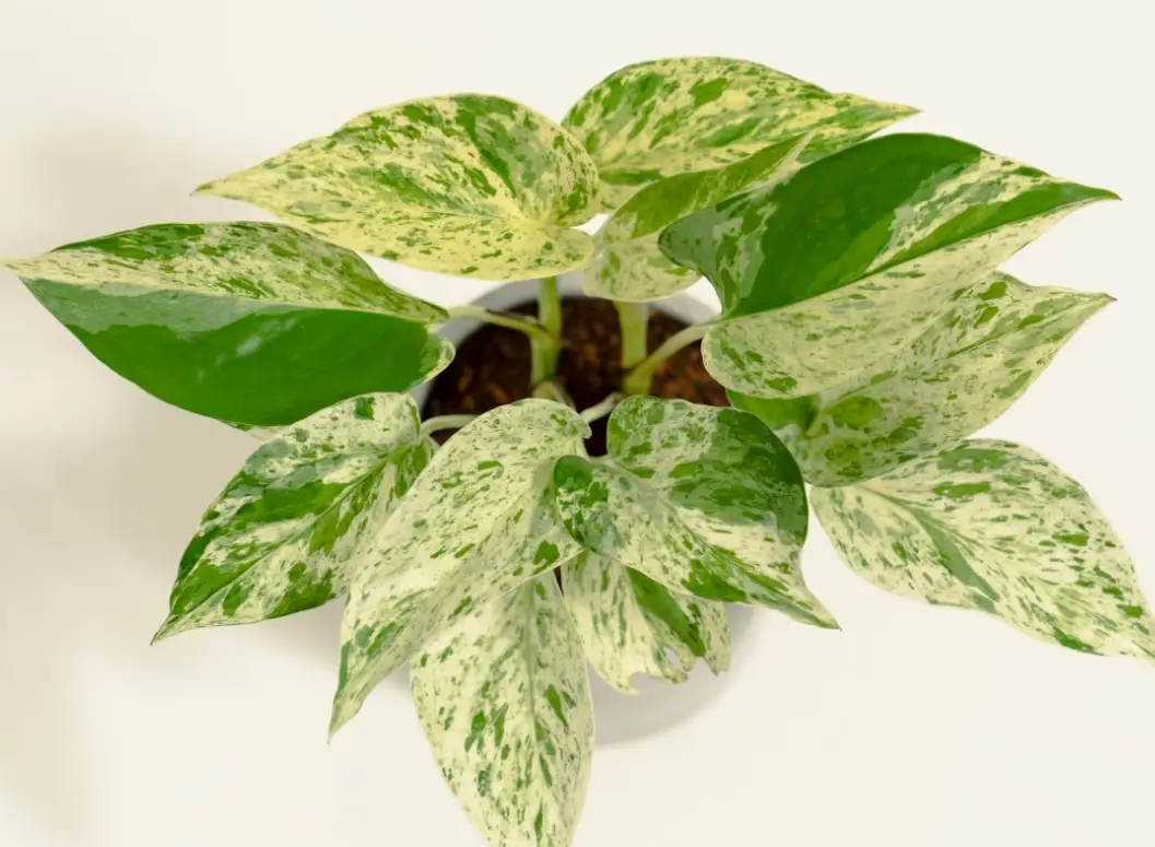 黃金葛 品種 黃金葛 品種