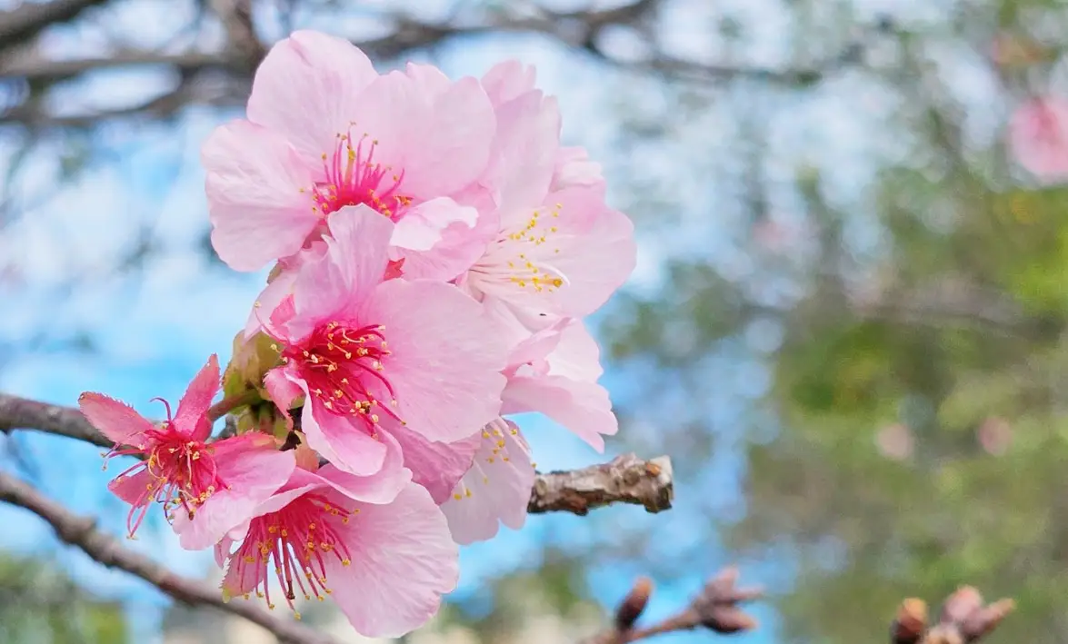 春天賞花攻略：台灣春季花卉圖鑑與最佳觀賞地點