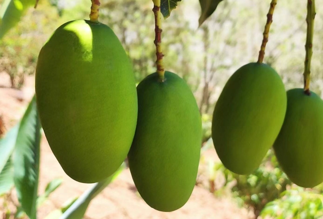 春天開花夏天結果的植物