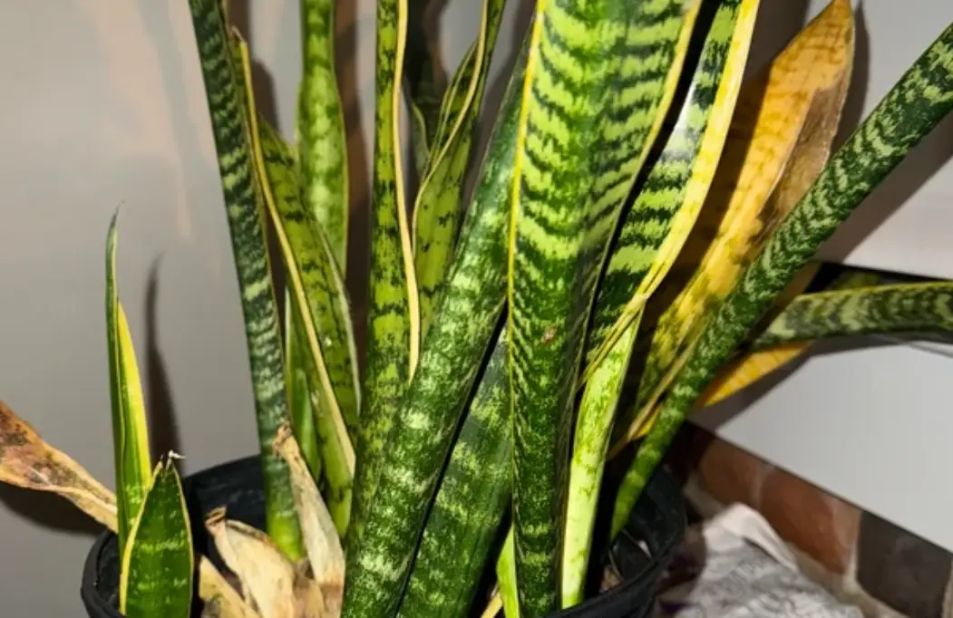 虎尾蘭 葉子 焦黃 虎尾蘭 葉子 焦黃